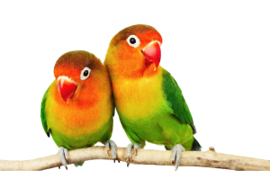 a pair of colourful birds